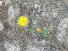 Bradburia pilosa