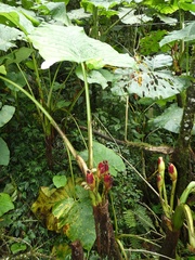 Xanthosoma undipes