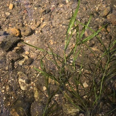 Potamogetonaceae