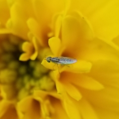 Meromyza