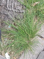 Poaceae