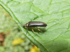 Artematopodidae