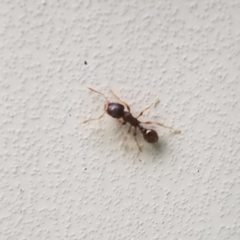 Tetramorium