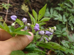 Solanum seaforthianum