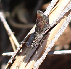 Hesperopsis