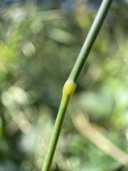 Elymus trachycaulus