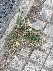 Poaceae