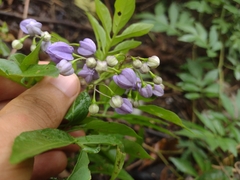 Solanum seaforthianum