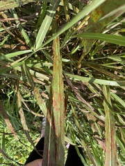 Sorghum