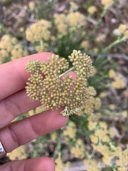 Ozothamnus obcordatus