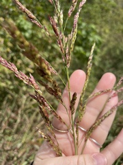 Sorghum