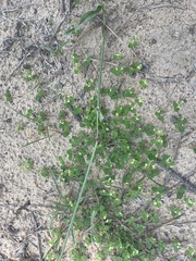 Euphorbia cordifolia