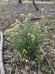 Ozothamnus obcordatus