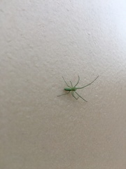 Tetragnatha viridis