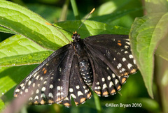 Euphydryas phaeton