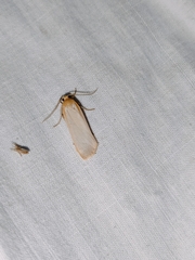 Eilema depressa