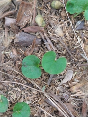 Dichondra repens