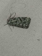 Bryolymnia viridata