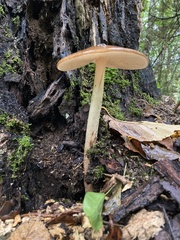 Oudemansiella