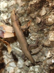 Algyroides fitzingeri