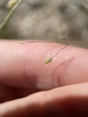 Dichanthelium acuminatum