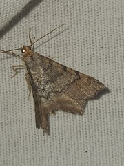 Macaria adonis