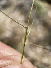 Dichanthelium acuminatum