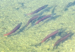 Oncorhynchus nerka