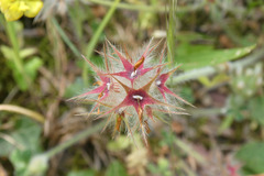 Trifolium stellatum