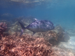 Caranx ignobilis