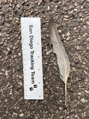 Columba livia domestica