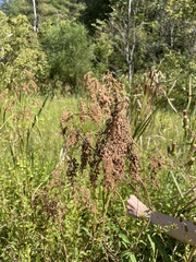 Anthephora pubescens