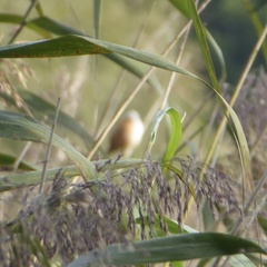 Panurus biarmicus