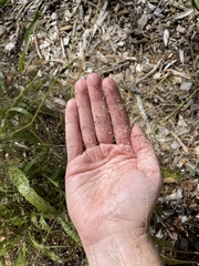 Dichanthelium acuminatum