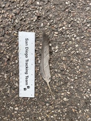 Columba livia domestica