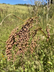 Anthephora pubescens