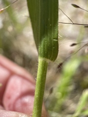 Dichanthelium acuminatum