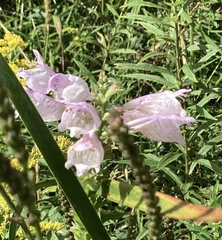 Physostegia