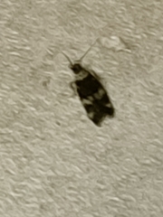 Oegoconia novimundi