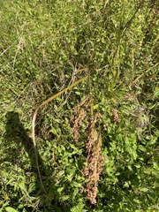 Anthephora pubescens