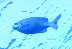 Kyphosus cinerascens