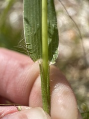 Dichanthelium acuminatum