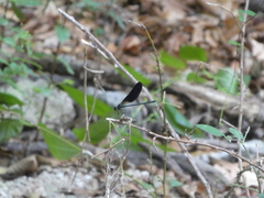 Calopteryx haemorrhoidalis