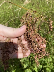 Anthephora pubescens