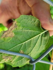 Liriomyza philadelphivora