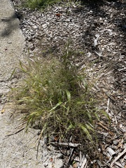 Dichanthelium acuminatum