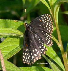 Euphydryas phaeton
