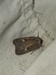 Adelphagrotis indeterminata