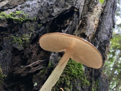 Oudemansiella