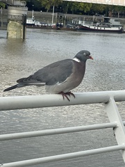 Columba palumbus